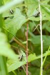 Pholidoptera griseoaptera