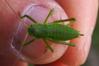 Callicrania ramburii