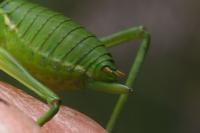 Callicrania ramburii