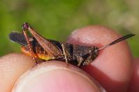 Omocestus rufipes