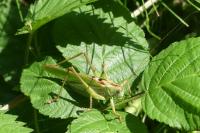 Tettigonia viridissima