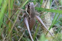 Pholidoptera femorata