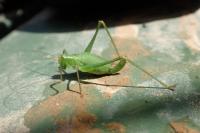 Leptophyes punctatissima