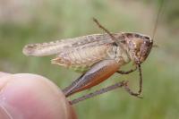 Platycleis albopunctata