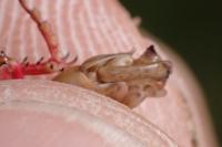 Calliptamus italicus
