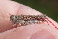 Calliptamus italicus