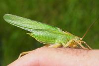 Tettigonia viridissima