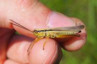 Mecostethus parapleurus