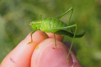 Leptophyes punctatissima