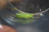 Meconema thalassinum