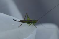 Conocephalus