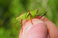 Leptophyes punctatissima