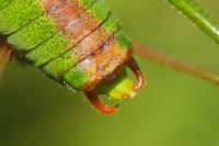 Leptophyes punctatissima