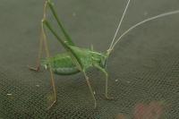 Tylopsis lilifolia