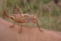 Uromenus rugosicollis