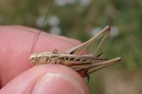 Tessellana tessellata