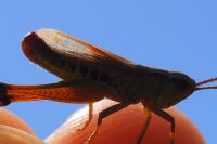 Pseudochorthippus parallelus