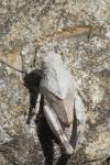 Oedipoda