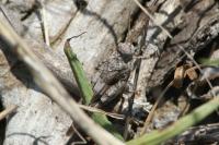 Oedipoda caerulescens