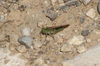 Aiolopus puissanti