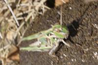 Oedaleus decorus