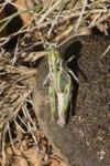 Oedaleus decorus