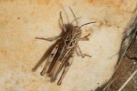 Oedaleus decorus