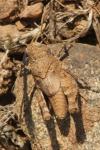 Oedipoda charpentieri