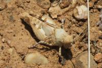 Oedipoda charpentieri
