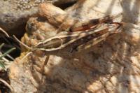 Calliptamus wattenwylianus