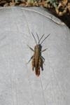 Omocestus raymondi