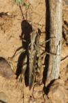 Omocestus raymondi