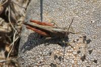 Omocestus raymondi