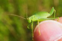 Leptophyes punctatissima