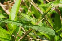 Leptophyes punctatissima
