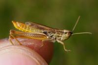 Euchorthippus declivus