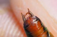 Conocephalus dorsalis