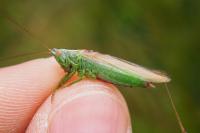 Conocephalus fuscus