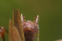 Conocephalus fuscus