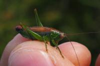Conocephalus dorsalis
