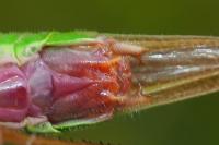 Conocephalus fuscus