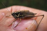 Roeseliana roeselii