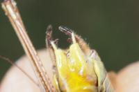 Roeseliana roeselii