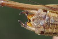 Roeseliana roeselii