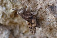 Pezotettix giornae