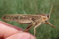Locusta