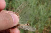 Locusta