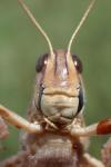 Locusta