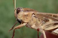 Locusta
