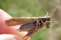 Roeseliana roeselii